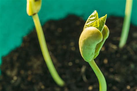 The Magic of Bean Sprouts: From Seed to Superfood